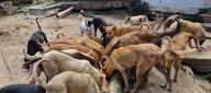 Fundación solicita ayuda para construir refugio para 240 perros y 15 gatos