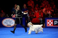 Central Pa. dog to compete in National Dog Show airing on Thanksgiving