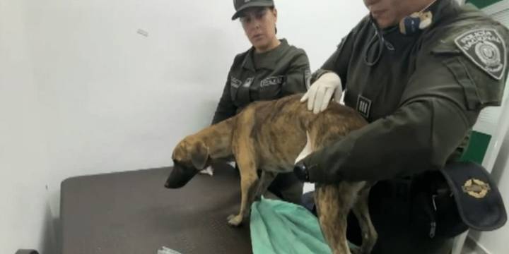 Revelan detalles del caso del perro agredido en Antioquia: el canino sobrevivió y el responsable quedó en libertad