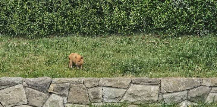 Un vecino denunció la presencia de un jabalí cerca del centro de Bariloche: era un chancho doméstico