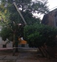 Vecinos de barrio Butaló alertan por una palmera a punto de caer