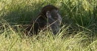 Mother shoots, kills escaped research monkey to ‘protect’ her children