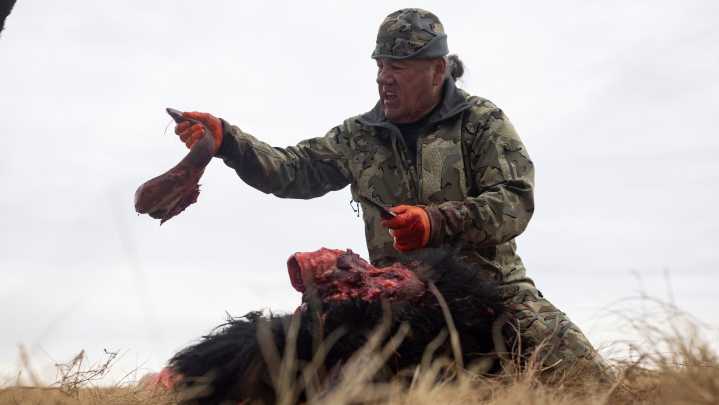 Tribes that restored buffalo are killing some to feed people because of the shutdown