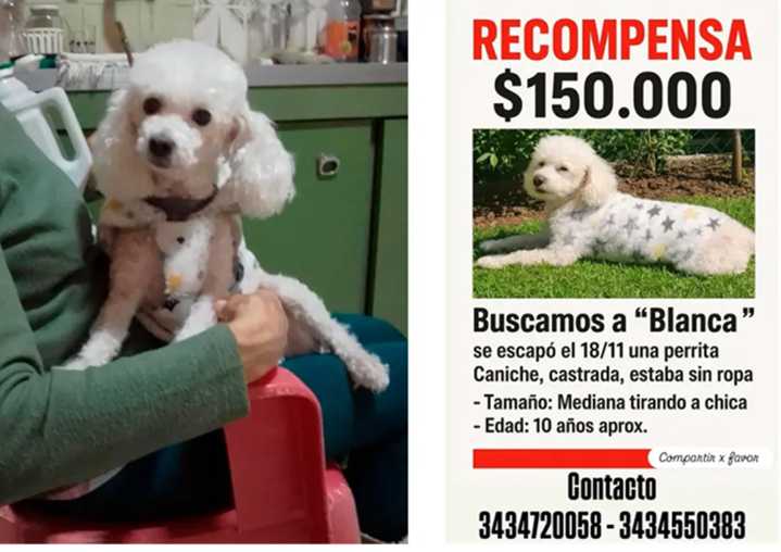 Buscan a“Blanca” en Paraná: ofrecen $150.000 mil de recompensa