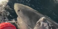 Largest great white shark on record resurfaces off Canadian coast