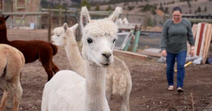 A farm to boutique alpaca business celebrates one year in Butte