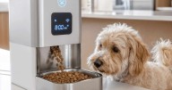 Tecnología para mascotas: los dispositivos inteligentes que marcarán el futuro