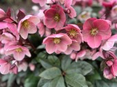 Snohomish County Master Gardener Foundation announces winter speaker series