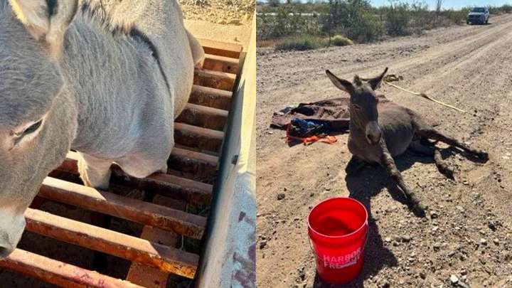 Community effort frees Arizona burro stuck in cattle guard