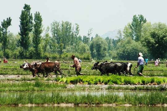 Jammu Kashmir Enrols 11.5 Lakh Farmers Under PMFBY, Receives Rs 40.28 Crore in Kharif Claims