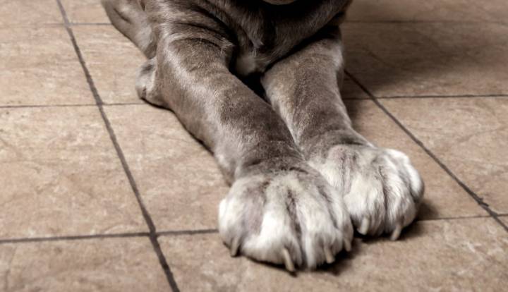 'Every parent’s nightmare': Man arrested after off-leash dog mauls 5