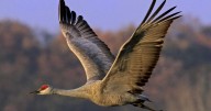 Bus trips planned to see sandhill crane migration