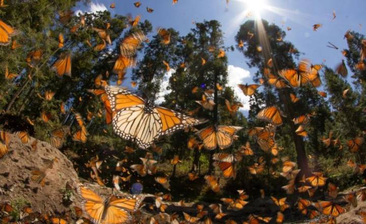 Se esperan medio millón de visitantes en las reservas de la mariposa monarca