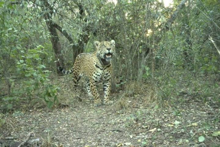 En Chaco. Parques Nacionales ofrece una millonaria recompensa por datos de una yaguareté que desapareció tras ser liberada