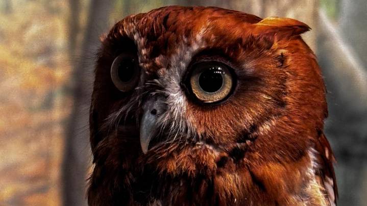 Arkansas student places first in national art competition with owl photograph