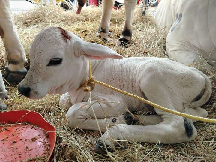 Conozcan a «Monagas» la becerra que nació en la Expo Agroindustrial 2025