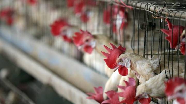 Gripe aviar: la epidemia animal más grave de la historia por extensión geográfica y la cantidad de especies infectadas