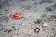 Portland should stay wet, windy through Thanksgiving