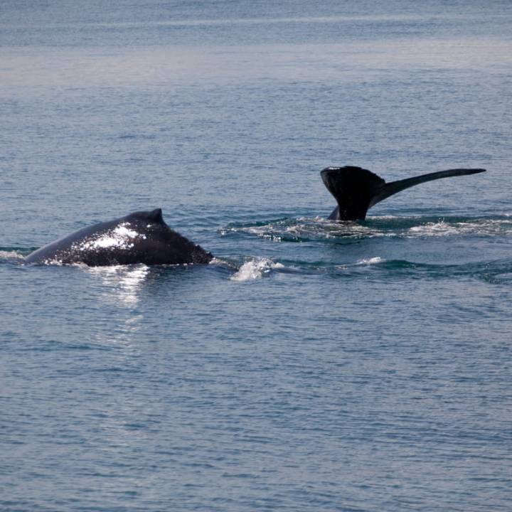 Study shows negative impact of offshore wind farms on whales and other marine mammals