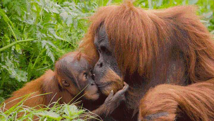 From Ancient Human Ancestors To Neanderthals, Kissing Evolved In Apes Around 21 Million Years Ago