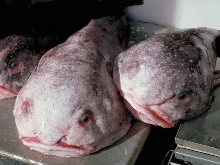 15 bizarre creatures from the bottom of the ocean that look like aliens