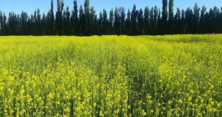 1.200 kilos por hectárea: esta provincia es la cuna de una de las mejores mostazas del mundo