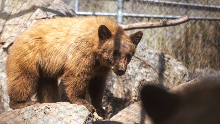 Not-so-little bear cubs flown to hibernation destination after rehab in San Diego – NBC 7 San Diego