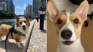 Corgi’s Unexpected Grooming Makeover Leaves Florida Family Stunned