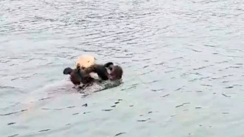 Video shows sea otter pup reunited with mother in Morro Bay
