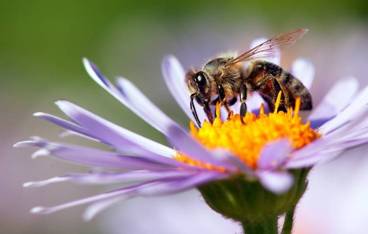 Watch a bird fearlessly eat a beehive while hundreds of bees swarm around it