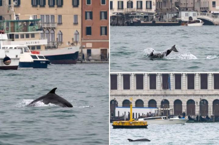 'Mimmo' the dolphin delights tourists in Venice, but worries experts