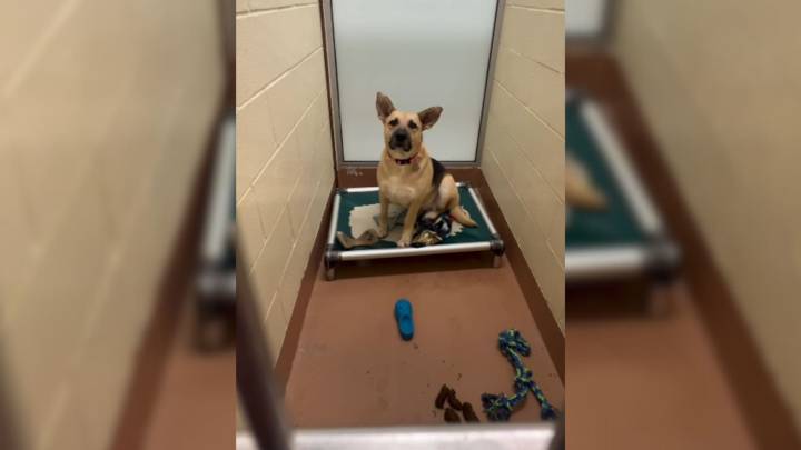 Pup Still Waiting After 300 Days At Washington Shelter Hopes Her Family Finally Shows Up
