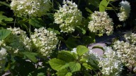 10 Varieties Of Smooth Hydrangeas That Are Safe To Be Pruning In The Fall