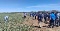El cultivo de ajo expuso sus secretos en Valle Medio