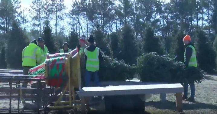 Kris Kringle’s Tree Farm sees busiest opening day in 18