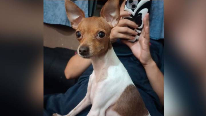 Buscan a “Mamita”, una perra perdida en el barrio Independencia: ofrecen recompensa