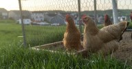 Missouri AG asks judge to limit ruling to HOA chicken issue