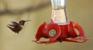 Rufous hummingbirds in Pennsylvania: Fall migration brings rare visitors