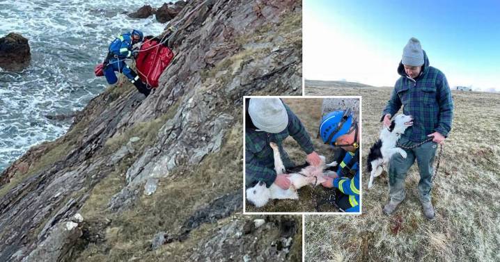 Dog plunges 100ft down Scots cliff as Coastguard called in to rescue him