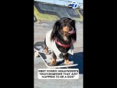 Skateboarding Dachshund has sponsor, big social media following