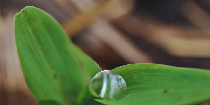 Siembra y cosecha de agua: Francia y Perú unen fuerzas para financiar qochas en las alturas del país, ¿Qué regiones serán priorizadas?