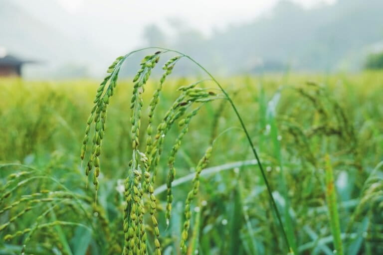 With military backing and oligarch allies, Indonesia pushes controversial food estate