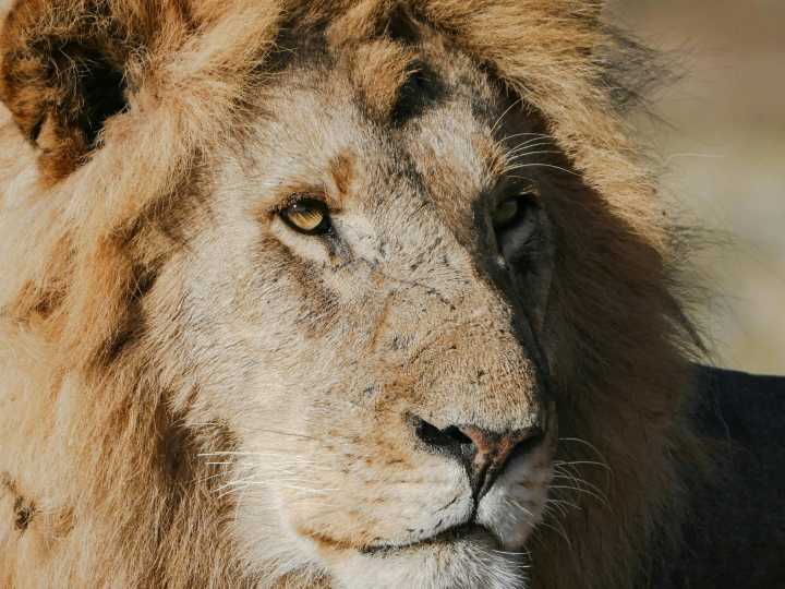 Una joven estaba en una excursión y un león se abalanzó sobre ella: la agarró del cuello y la arrastró