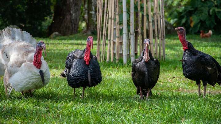 What Is a Group of Turkeys Called? Not a Flock or Anything Else You'd Expect