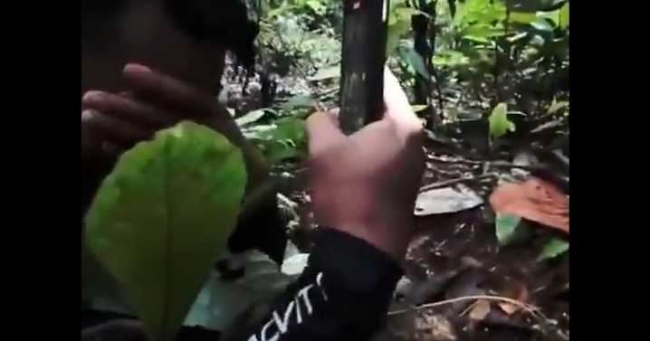 VIDEO Así es la flor más rara del mundo que hizo llorar a biólogo que la buscó por 13 años
