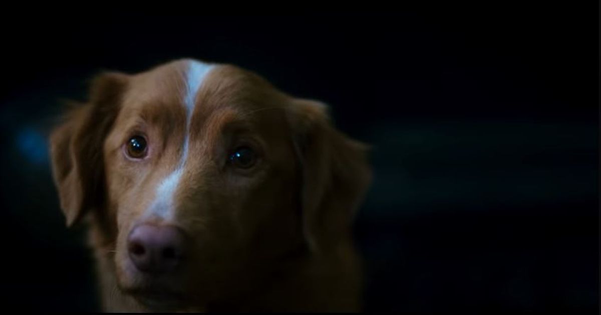 Good Boy: una película aterradora desde la perspectiva de un perro