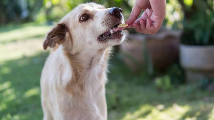 BMC plans stray dog shelter homes; informs SC that city has none