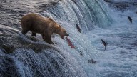 Lawsuit challenges Alaska program that allows killing bears to rebuild caribou herd
