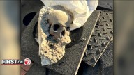 Skull found in Boston’s Seaport not human