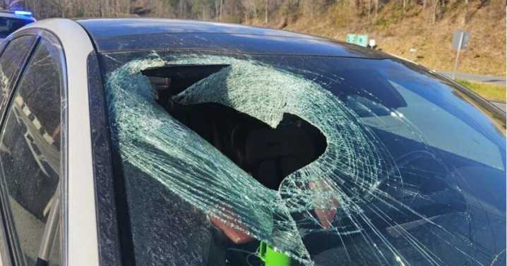 Motorist in North Carolina tells 911: ‘I just had a bald eagle drop a cat through my windshield’